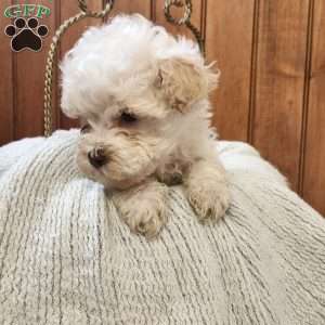 Joey, Havanese Puppy